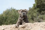 CANE CORSO 463